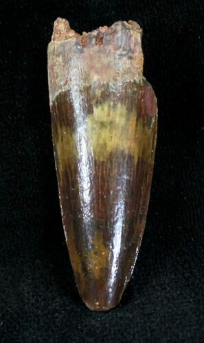 Juvenile Spinosaurus Tooth - Great Preservation #20632